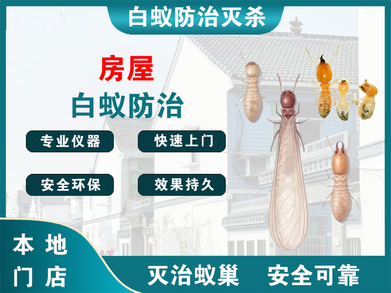 磐安县房屋白蚁防治